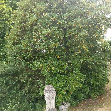 D'hotes Manoir De Montecler